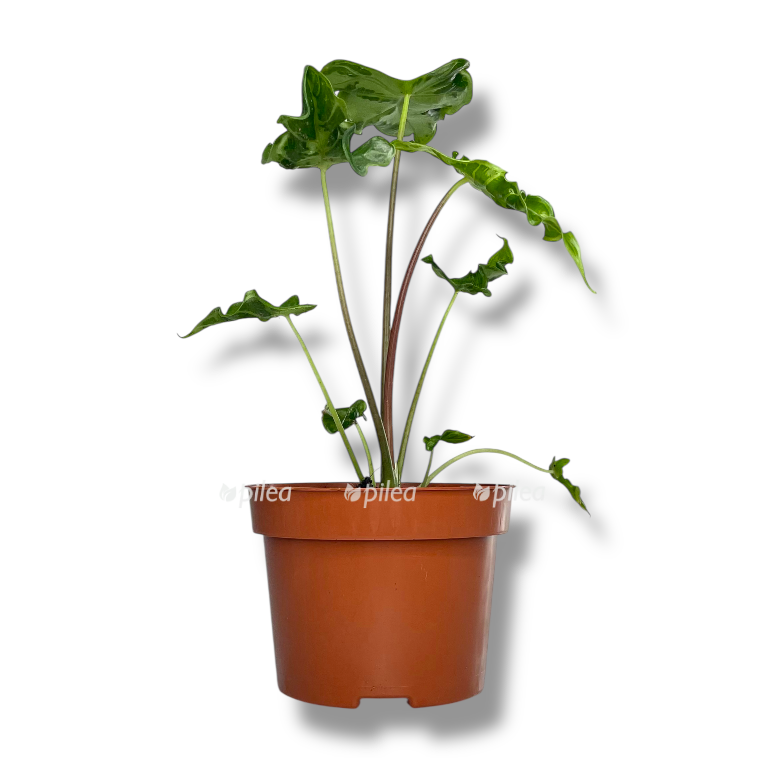 alokaziya-teletubis.png alokaziya teletubis