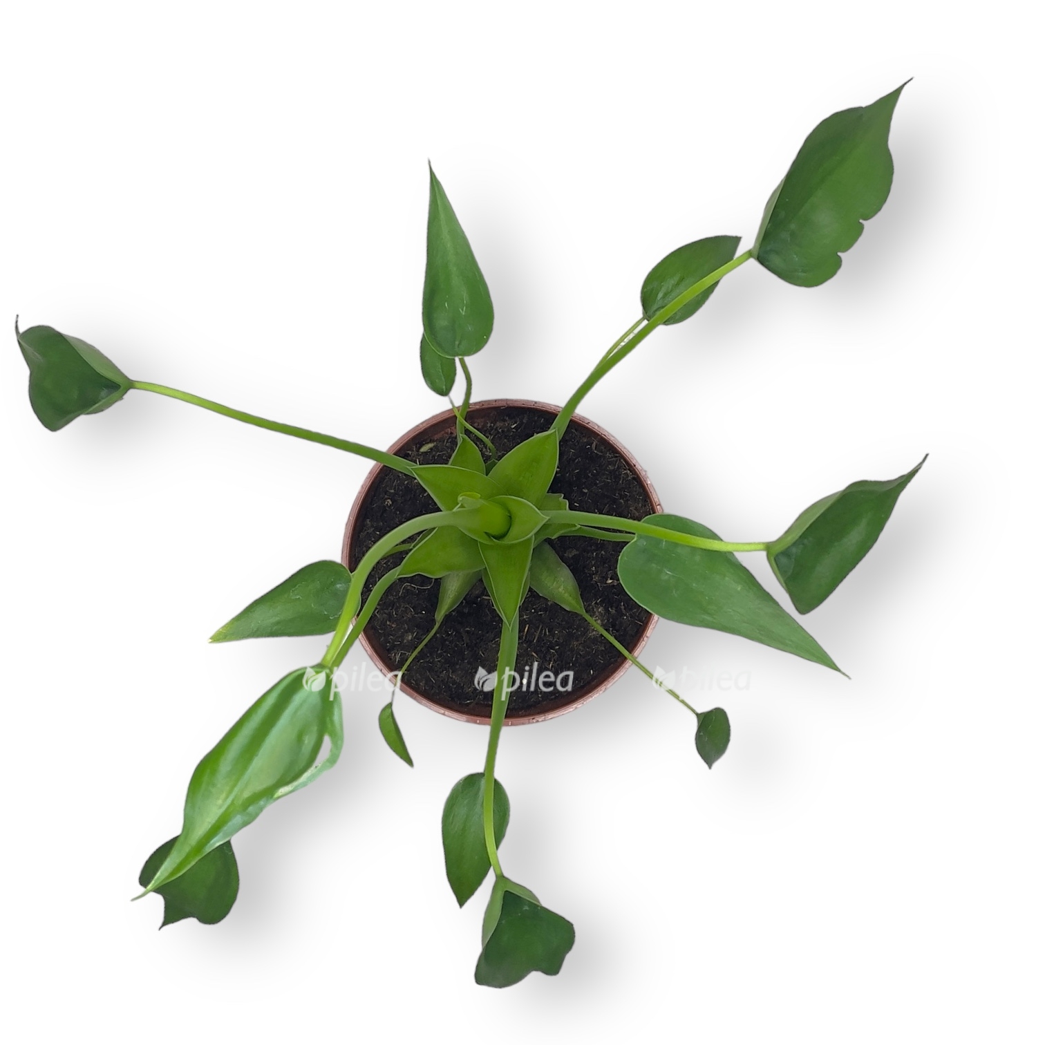 alokaziya tini denser