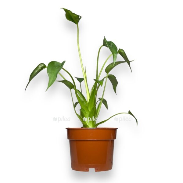 alokaziya tini denser e1724517134150