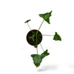 alokaziya triangularis 1 1