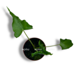 alokaziya triangularis 1 1