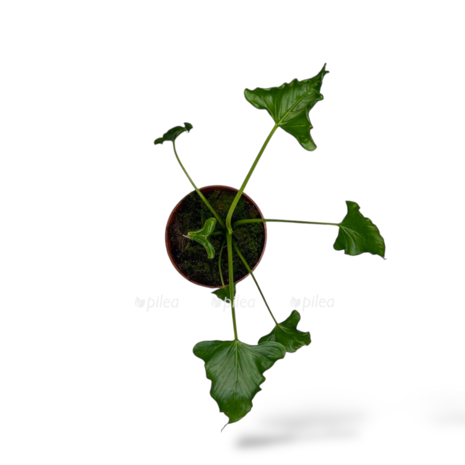 alokaziya triangularis 1 1