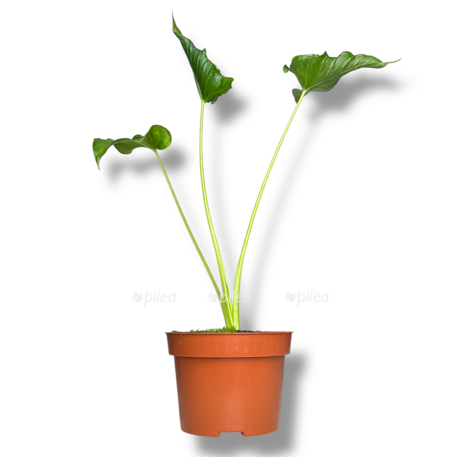 alokaziya triangularis