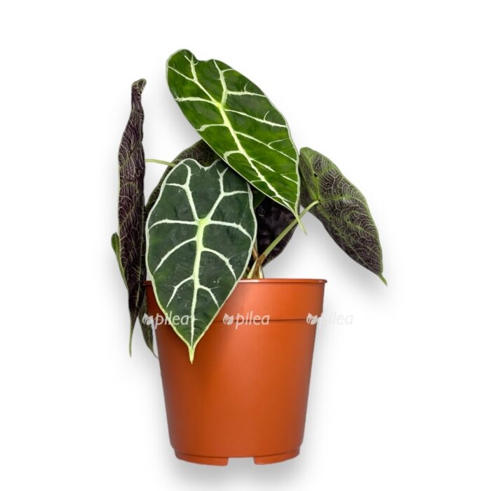 alokaziya vatsona e1701541519907