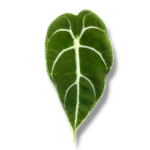 alokaziya vatsoniana