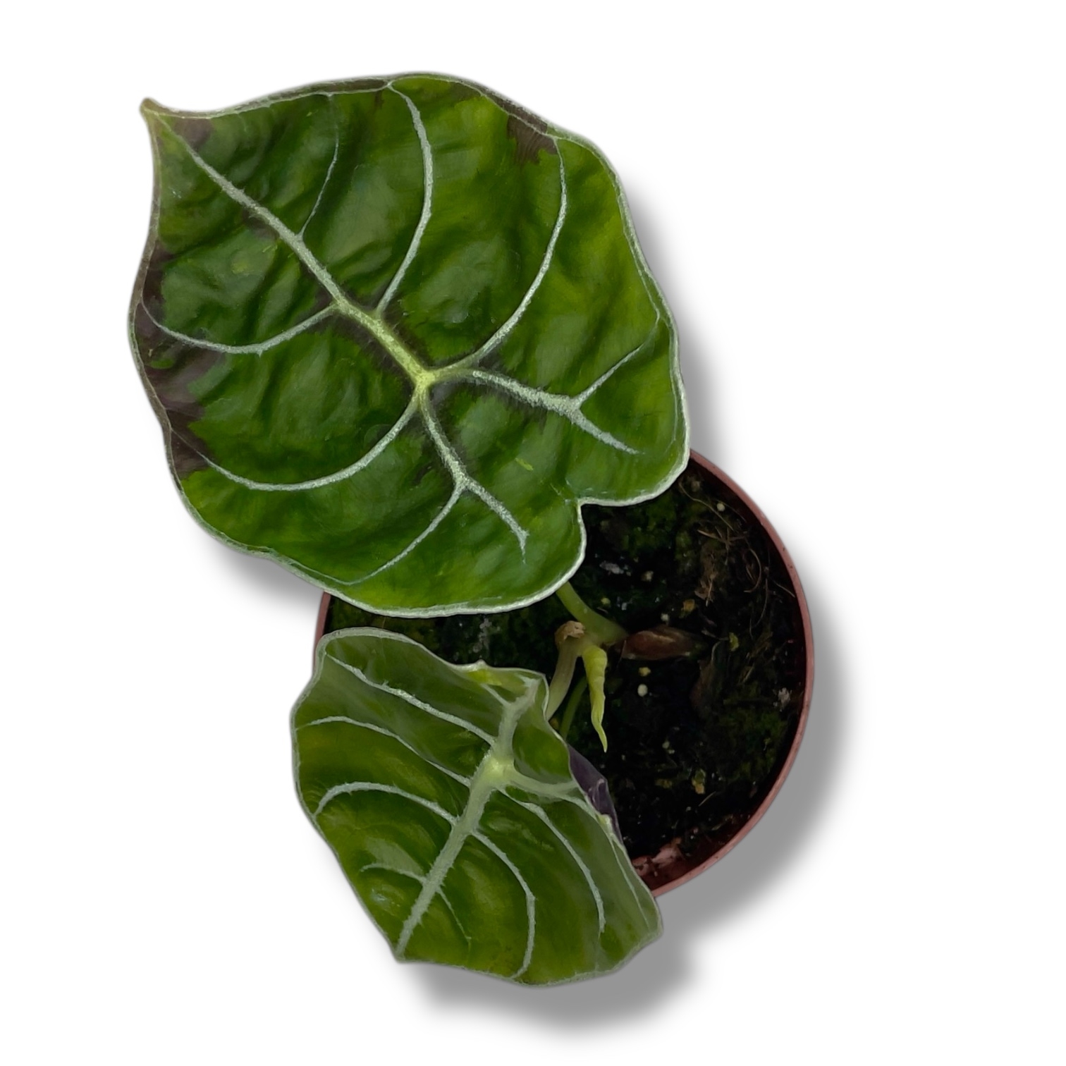 alokaziya vatsoniana big form