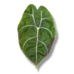 alokaziya vatsoniana big form 2