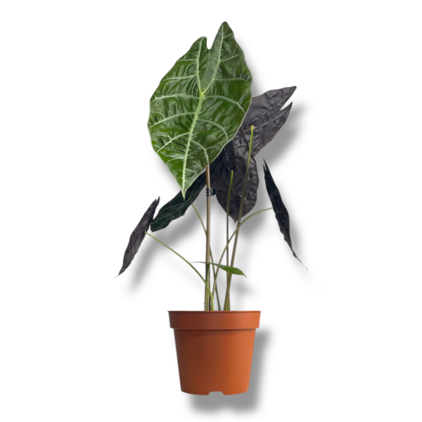 alokaziya vatsoniana big form e1758344387871