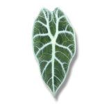 alokaziya vatsoniana lajtning