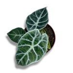 alokaziya vatsoniana lajtning