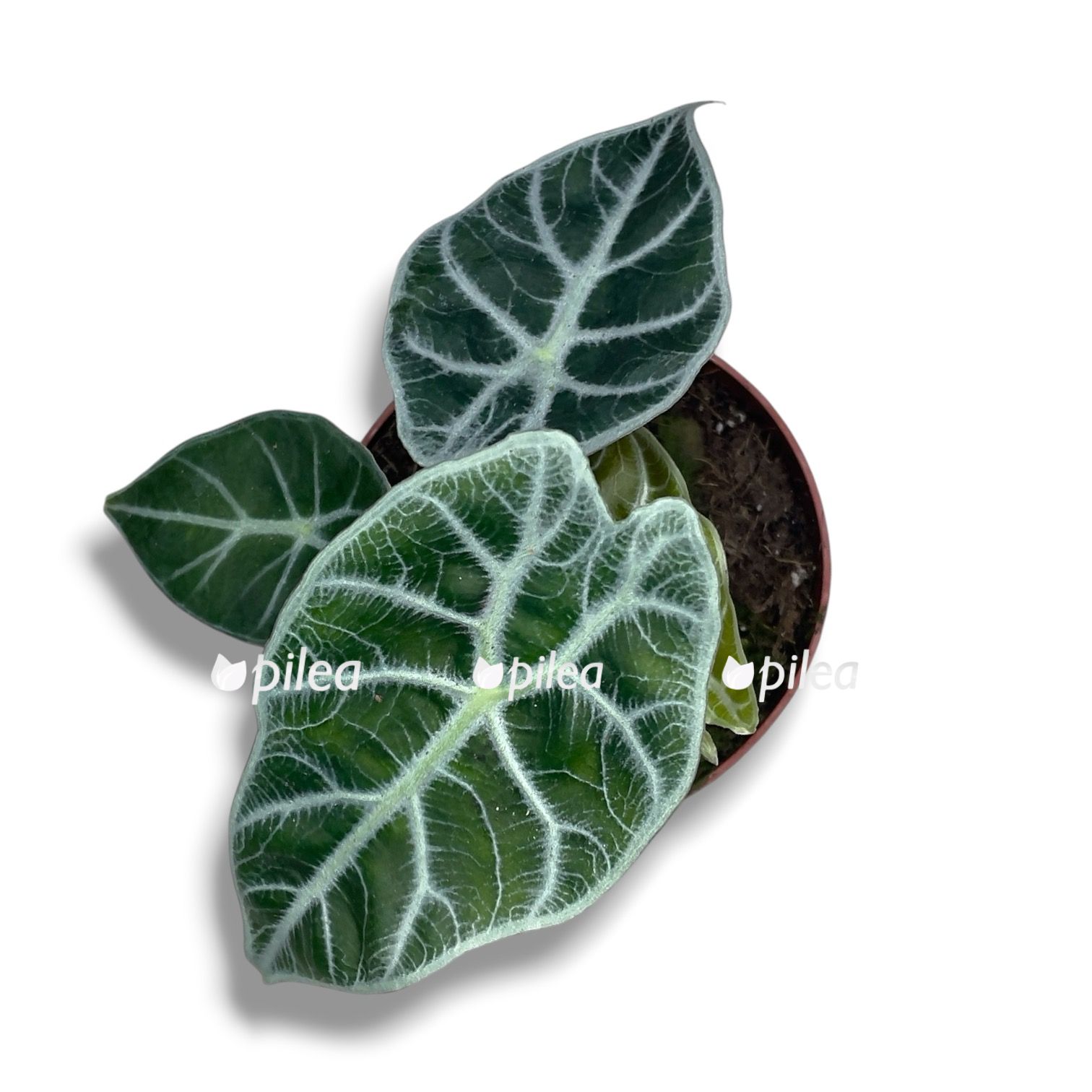 alokaziya vatsoniana lajtning