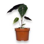 alokaziya vatsoniana red vajn
