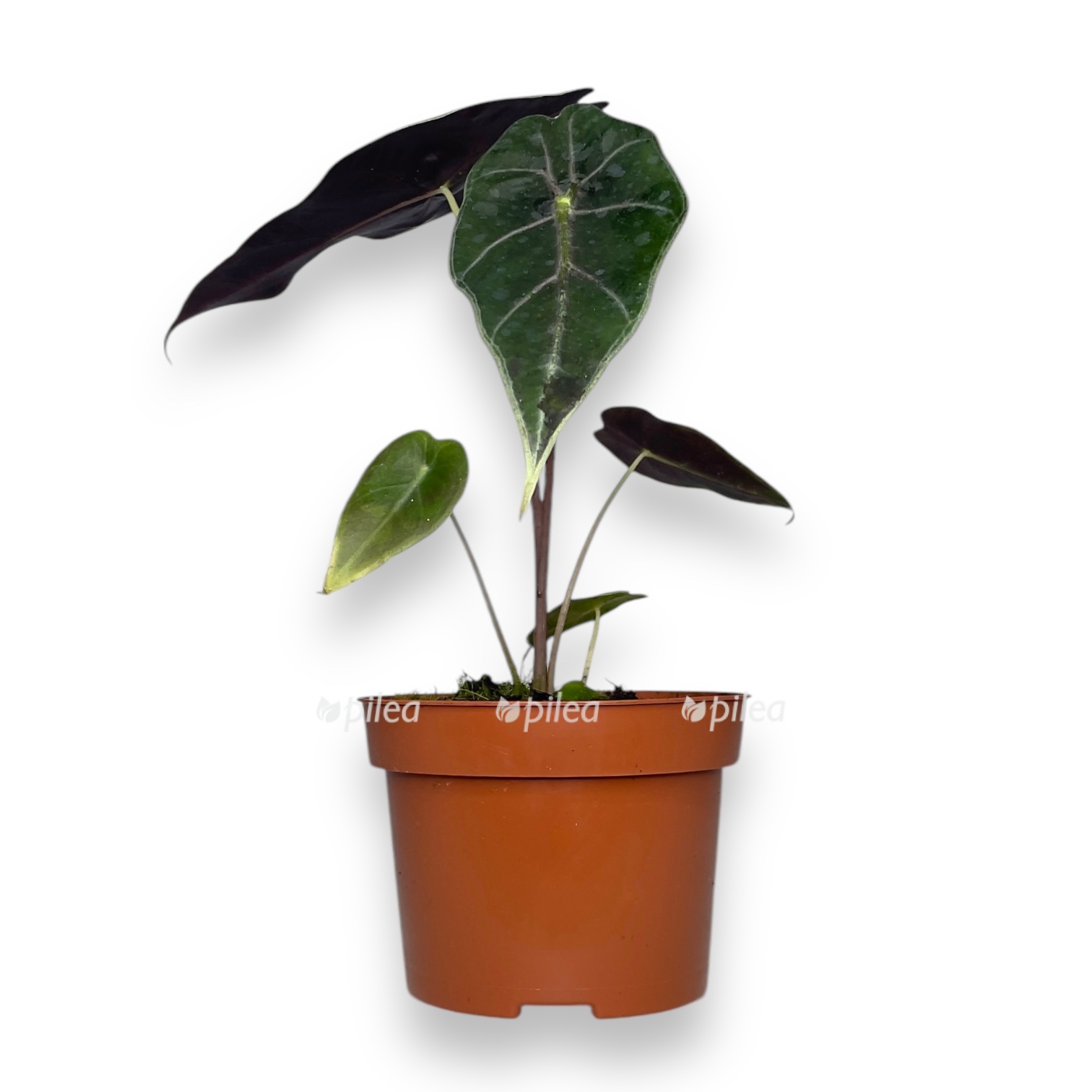 alokaziya vatsoniana red vajn