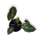 alokaziya vatsoniana red vajn 1 1