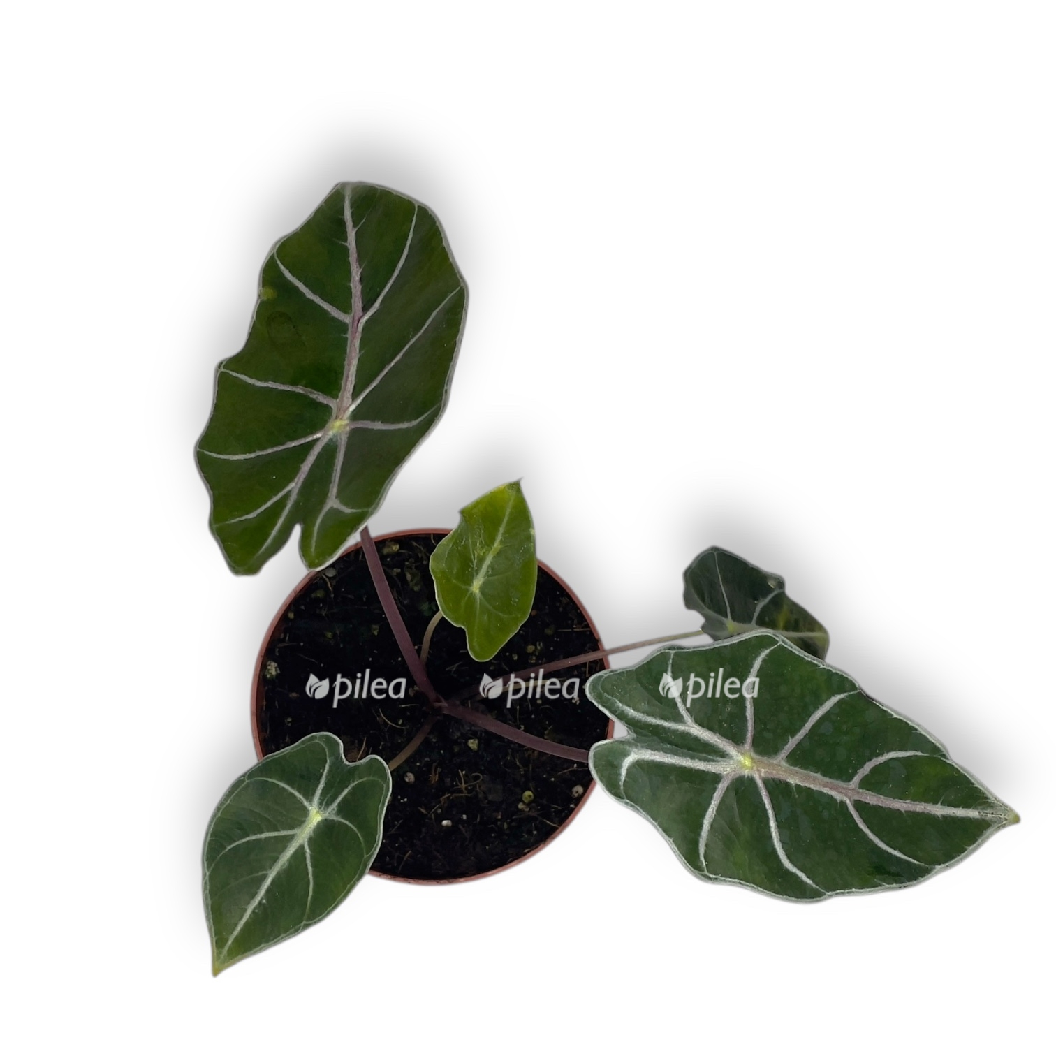 alokaziya vatsoniana red vajn 1 1