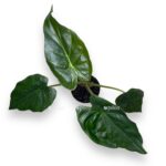 alokaziya ventii