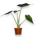 alokaziya ventii 1 1 e1742705004226