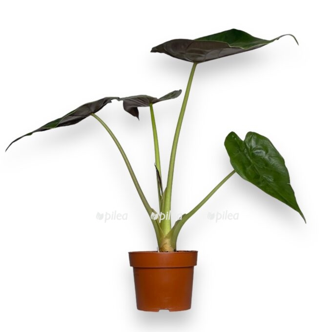 alokaziya ventii 1 1 e1742705004226