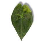 alokaziya ventii aurea