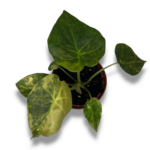alokaziya ventii aurea 1 1
