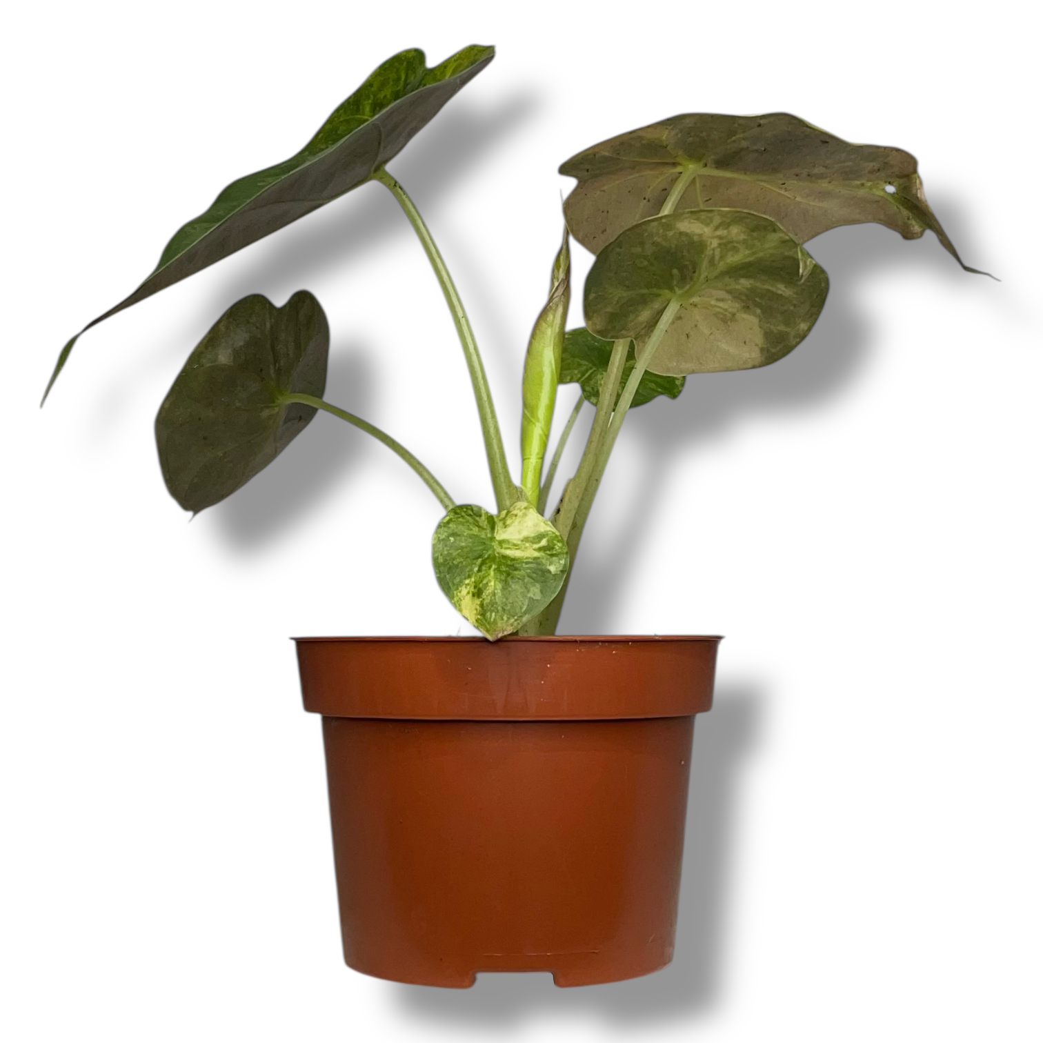 alokaziya ventii aurea