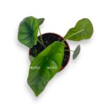 alokaziya venusta 2