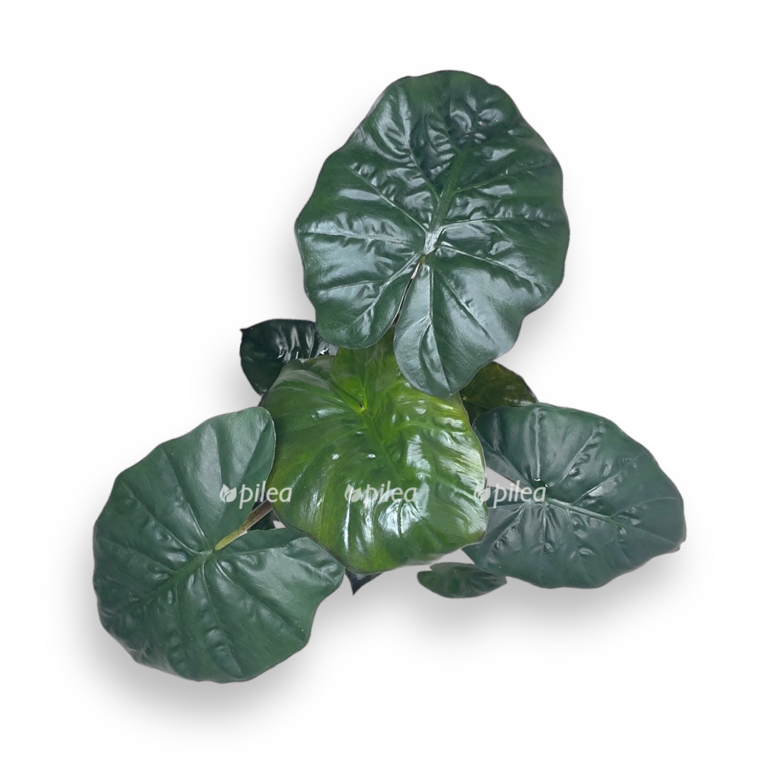 alokaziya yukutan princess