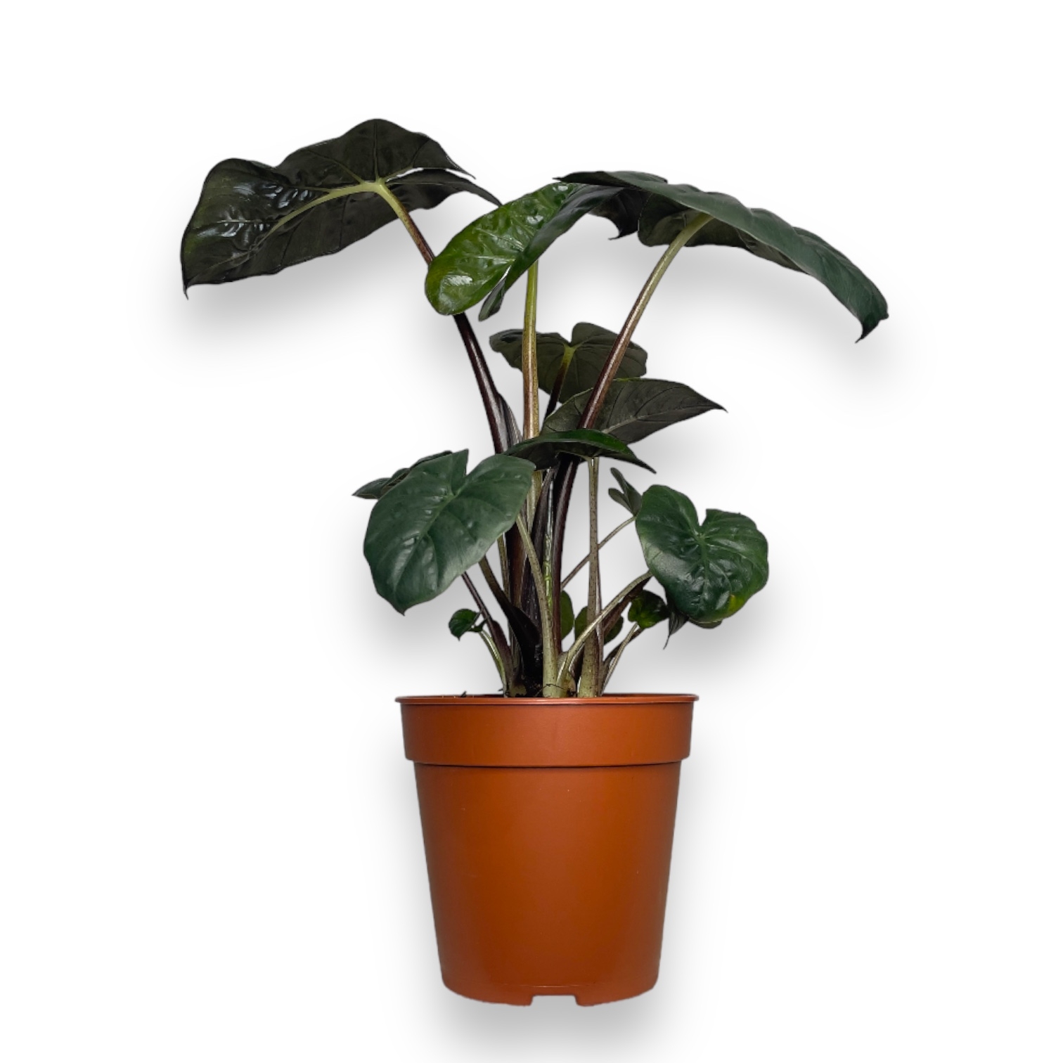 alokaziya yukutan princess