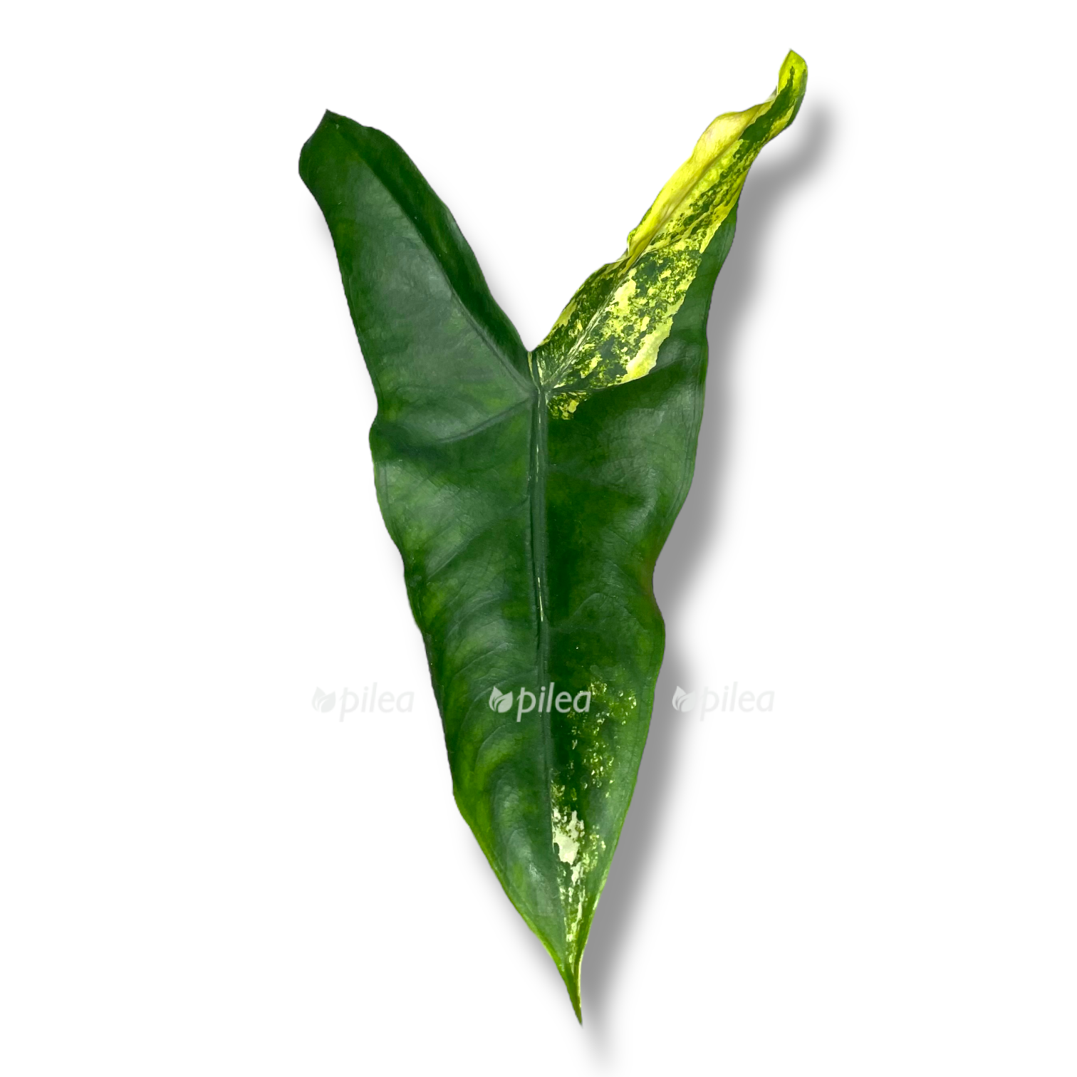 alokaziya zebrina variegata