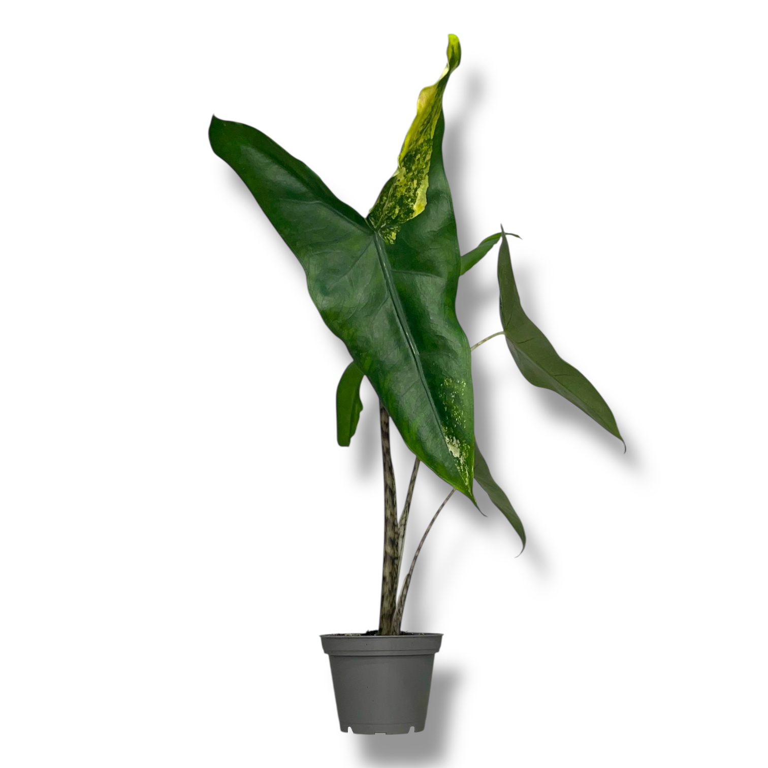 alokaziya zebrina variegata