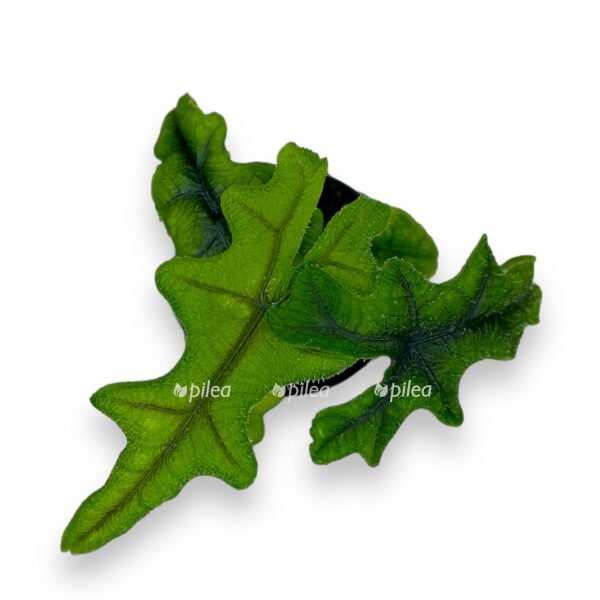 alokaziya zhaklin 6 15 e1699898603674