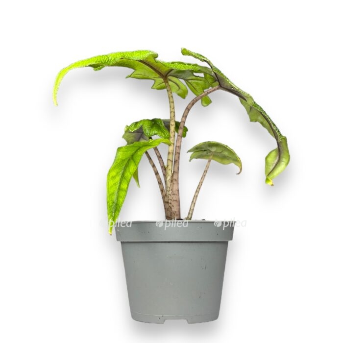 alokaziya zhaklin 6 15 sm 1 e1699898622728