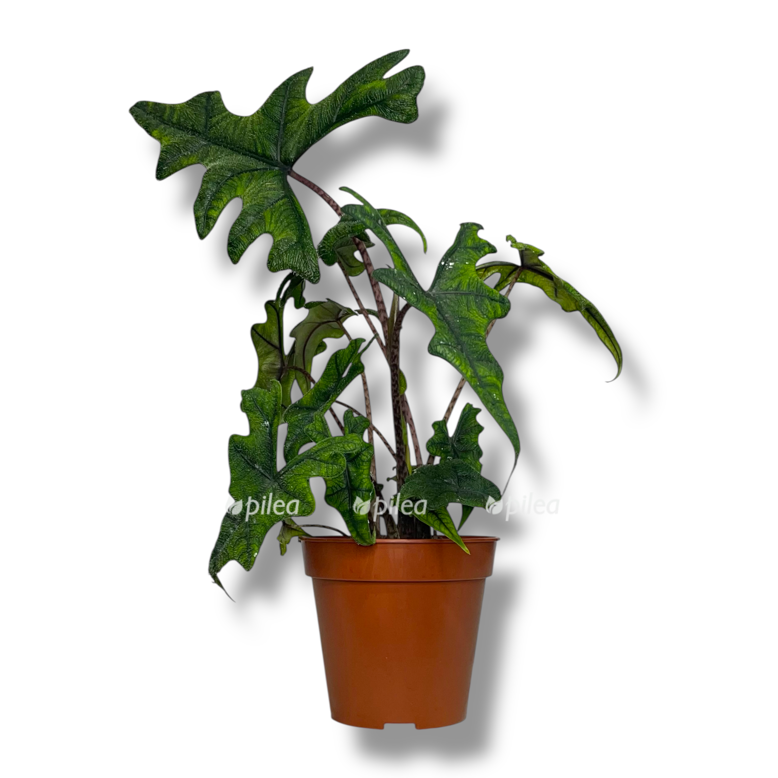 alokaziya-zhaklin.png alokaziya zhaklin