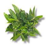 alpiniya zerumbet variegata