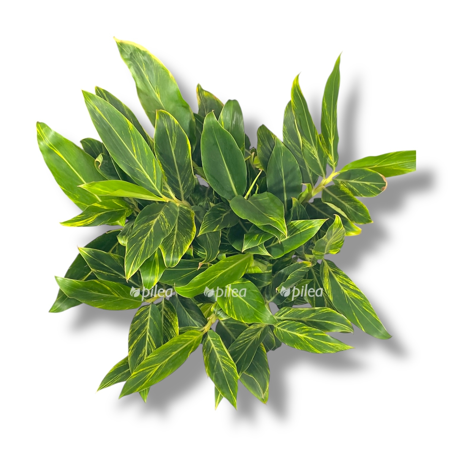 alpiniya zerumbet variegata