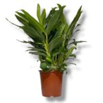 alpiniya zerumbet variegata