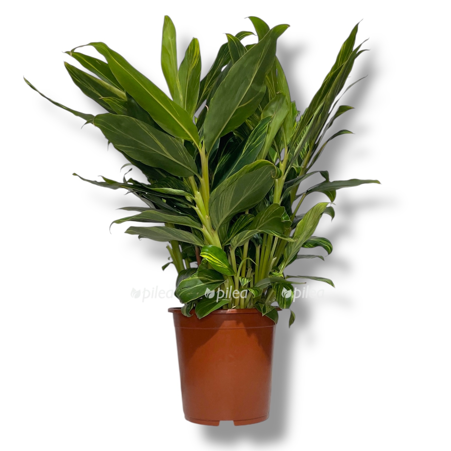 alpiniya zerumbet variegata