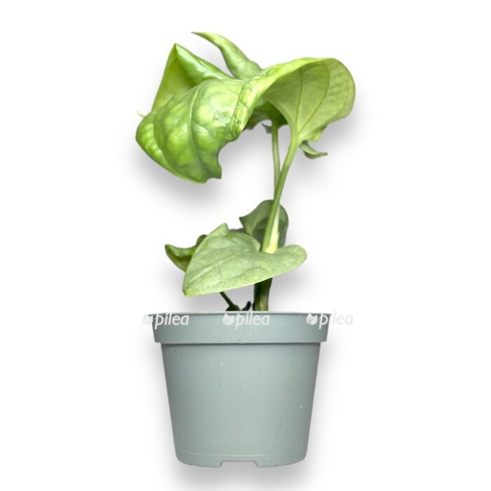 amidrium medium silver e1707404534794