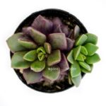 anacampseros rufescens top 2000x
