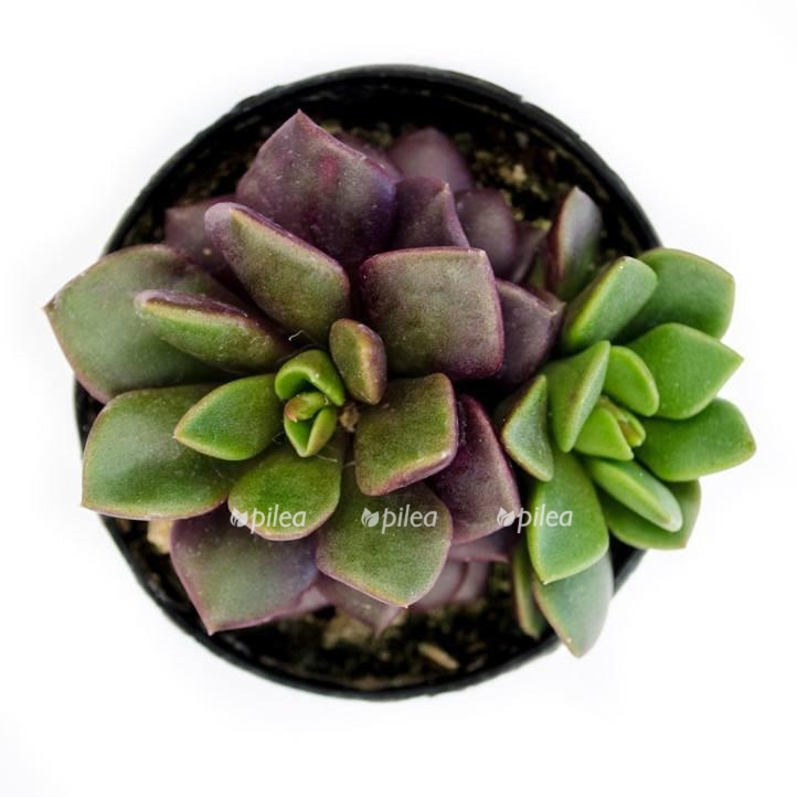 anacampseros rufescens