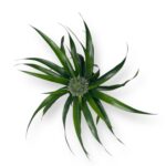 ananas korona komnatnyj v gorshke