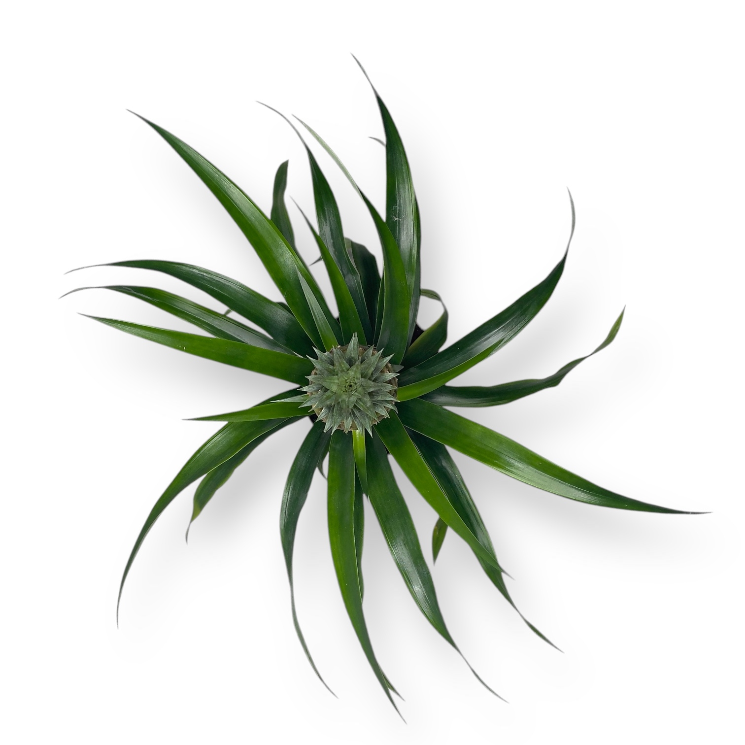 ananas korona komnatnyj v gorshke