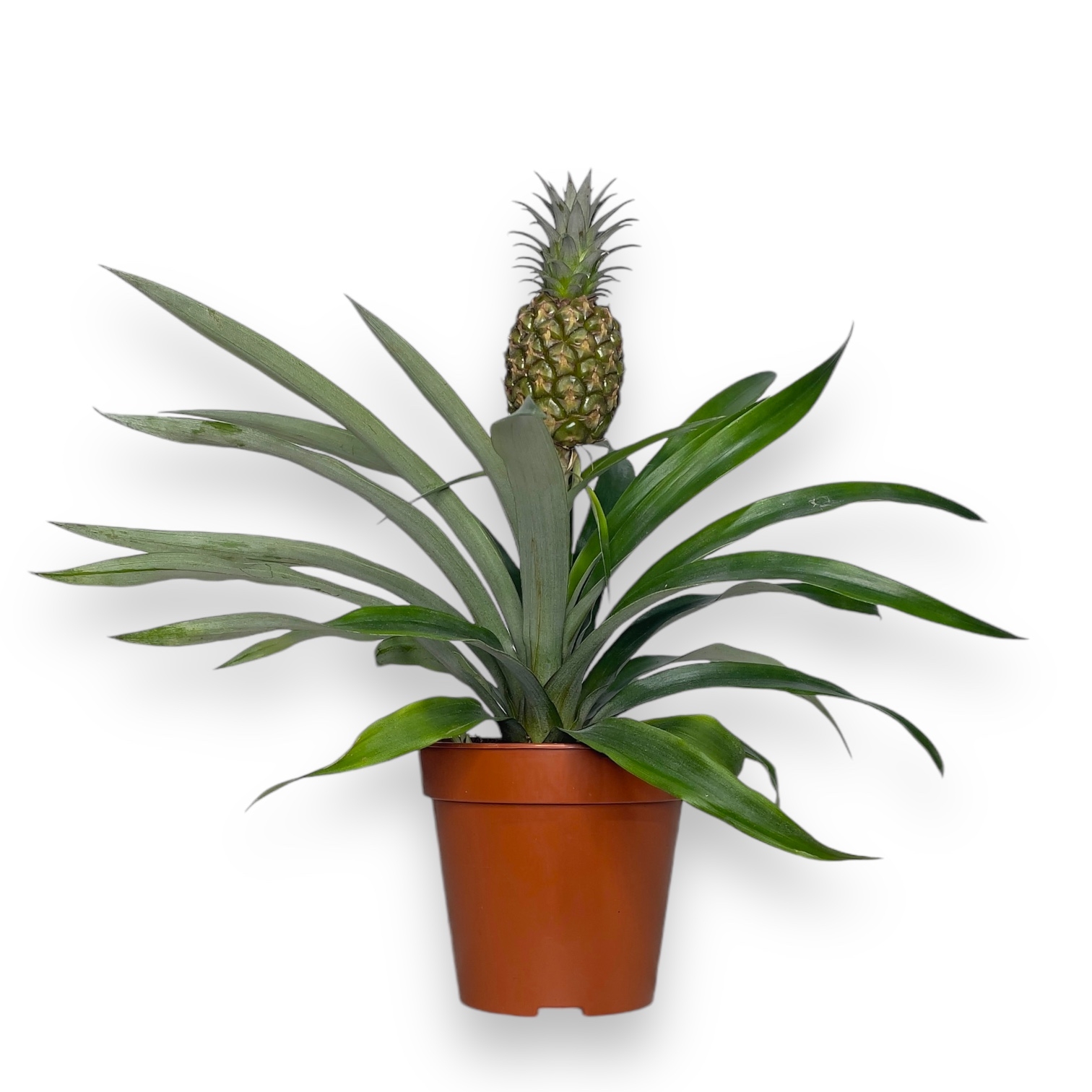 ananas korona komnatnyj v gorshke