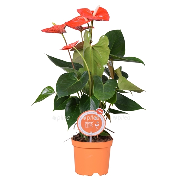 anthurium-andreanum-atlas.jpg anthurium andreanum atlas