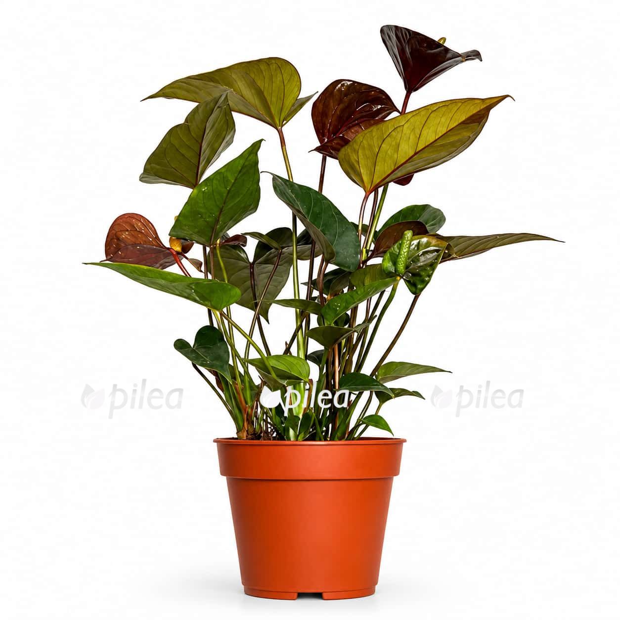 Антуриум Блэк Лав купить