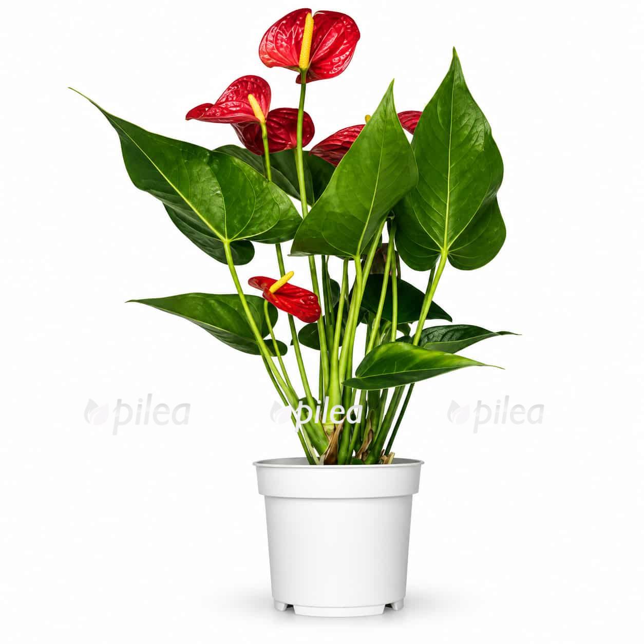 anthurium andreanum minnesota