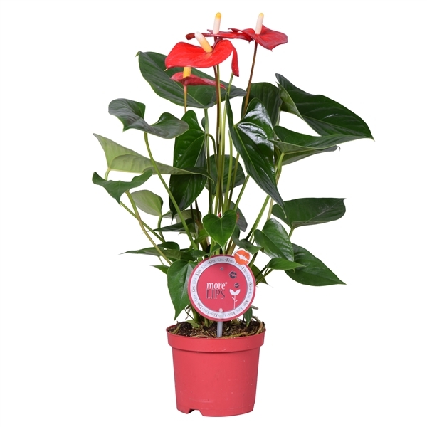 anthurium andreanum turenza