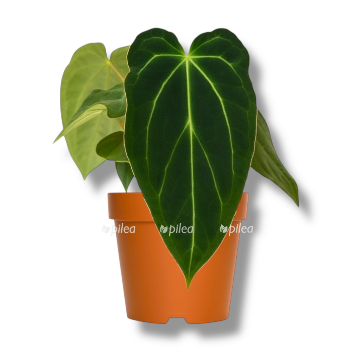 anthurium black widow e1758825995716