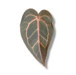 anthurium dark handsome x minerva