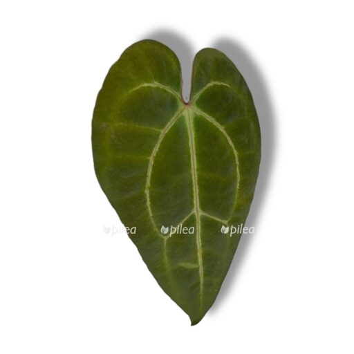 anthurium dark mama e1769443115840